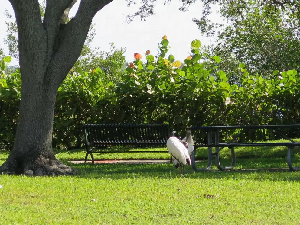 BIG birds!