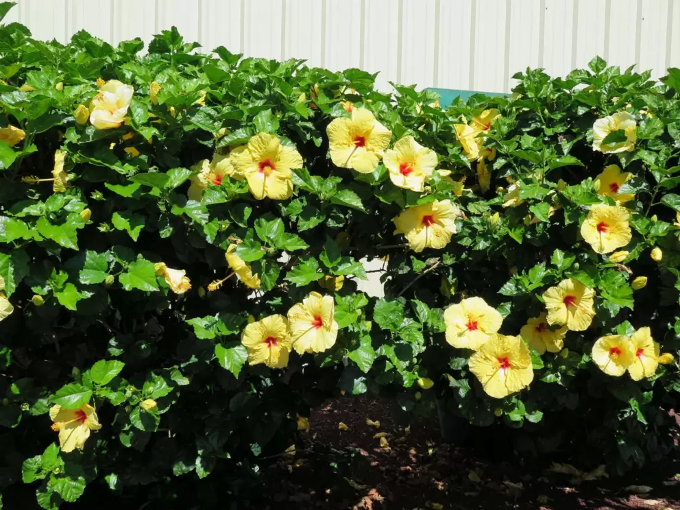 Yellow hibiscus outside Mamane Bakery.