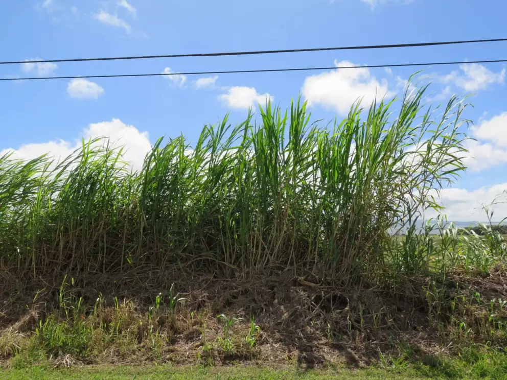 Sugar cane along Mana Road.