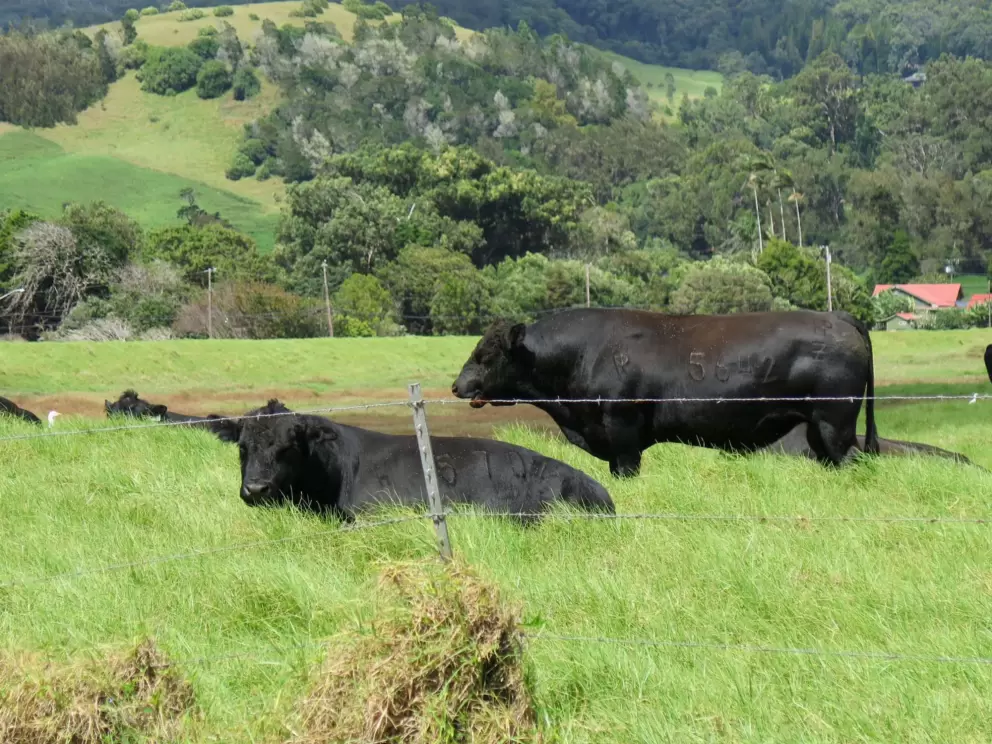 Cows on Mana Road.