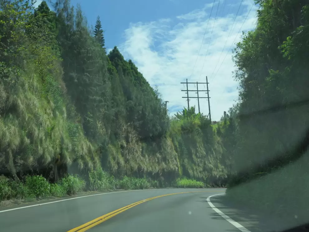 The wonderful trees along Highway 19, the Hamakua Coast.