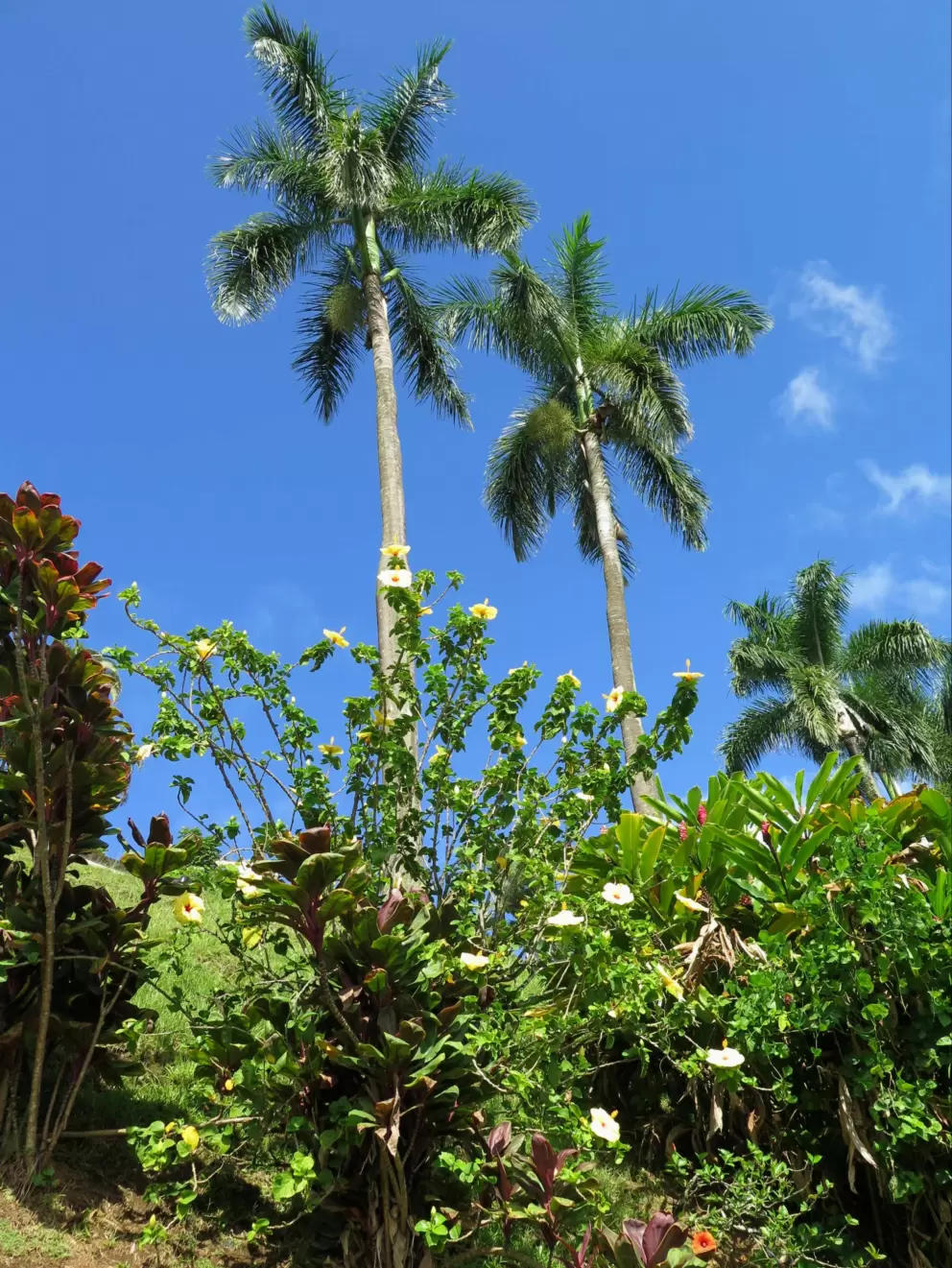 Flowers and palms way above.