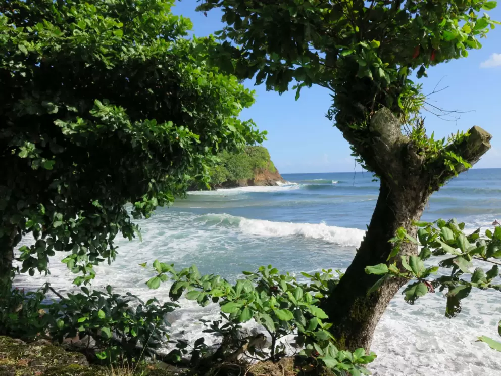 Looking at the water through the trees.