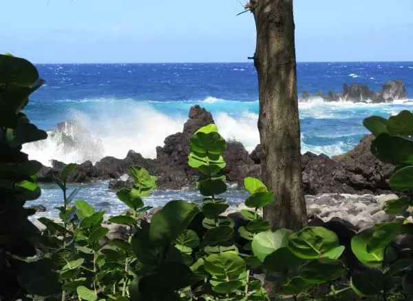 Sea grape bushes and sea spray.