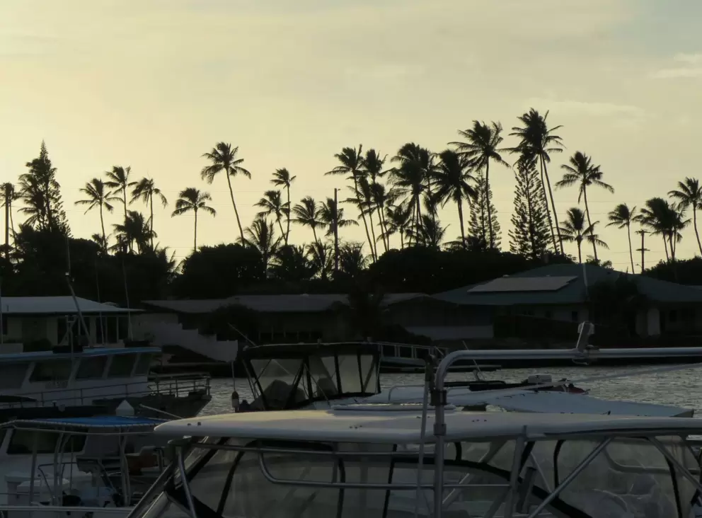 I love the silhouette of palm trees!