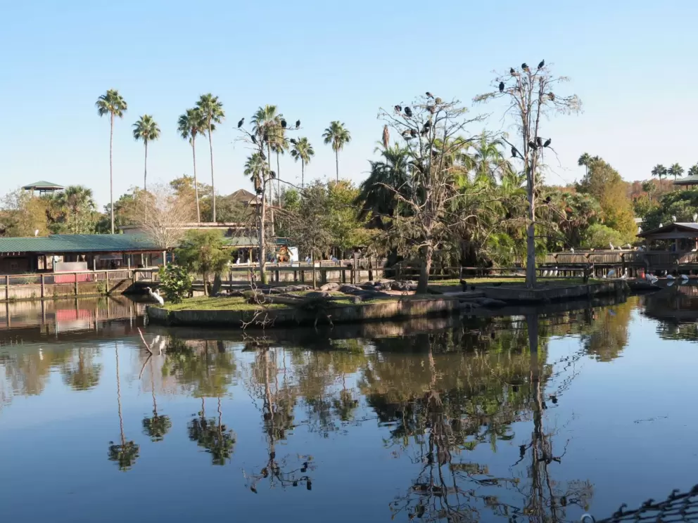 Palm trees reflected in the water.