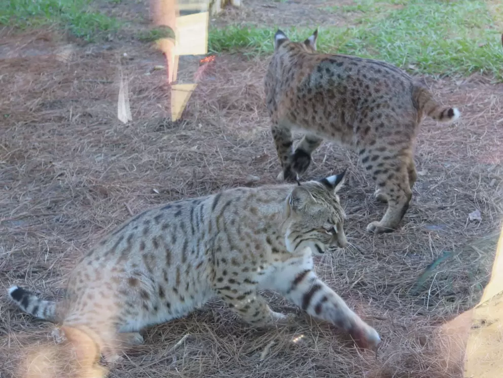Bobcat playing with a peacock feather.