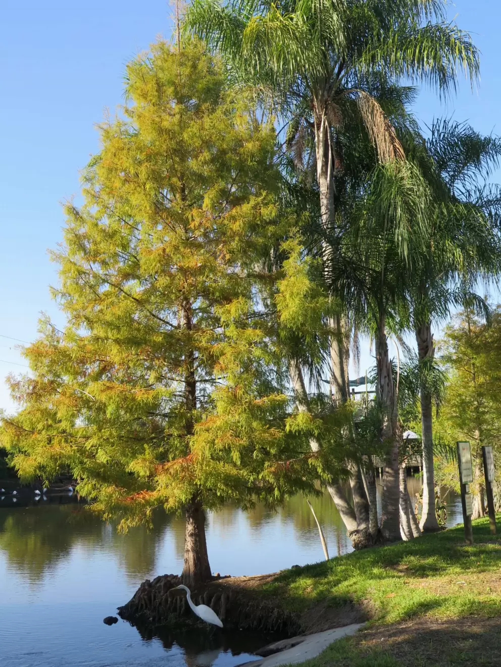 Cypress tree and egret.