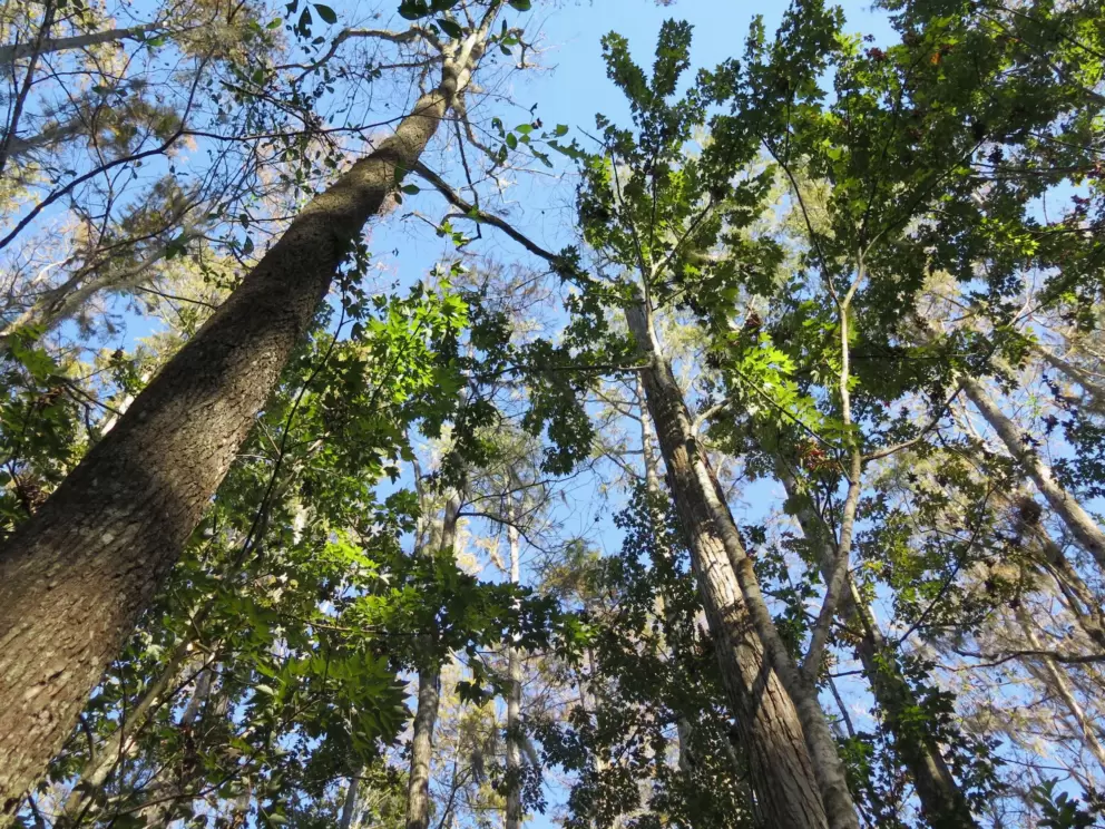 Looking up at the trees on the Swamp Walk.
