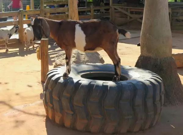 Goat on a tire!