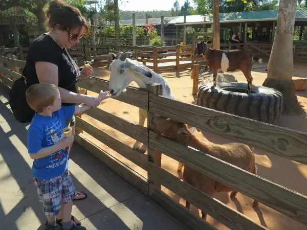 A little boy feeds the goat.