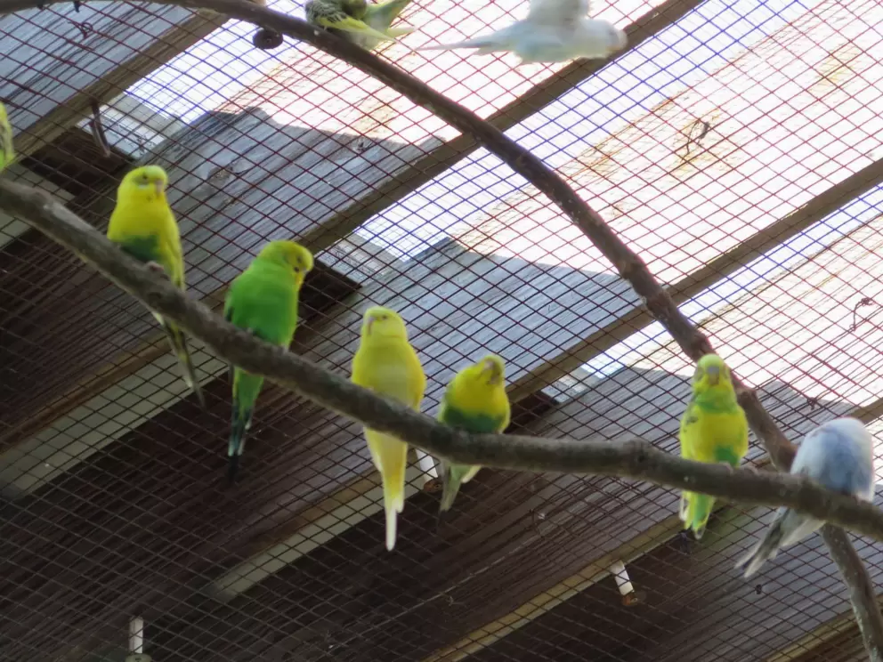 Budgerigars you can feed with a seedstick.