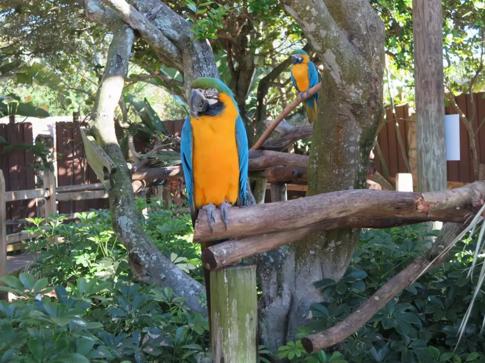 Parrot- what amazing colors.