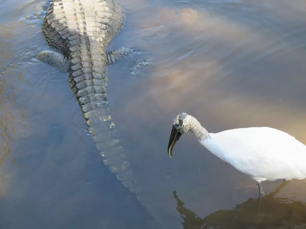 This bird is not scared!