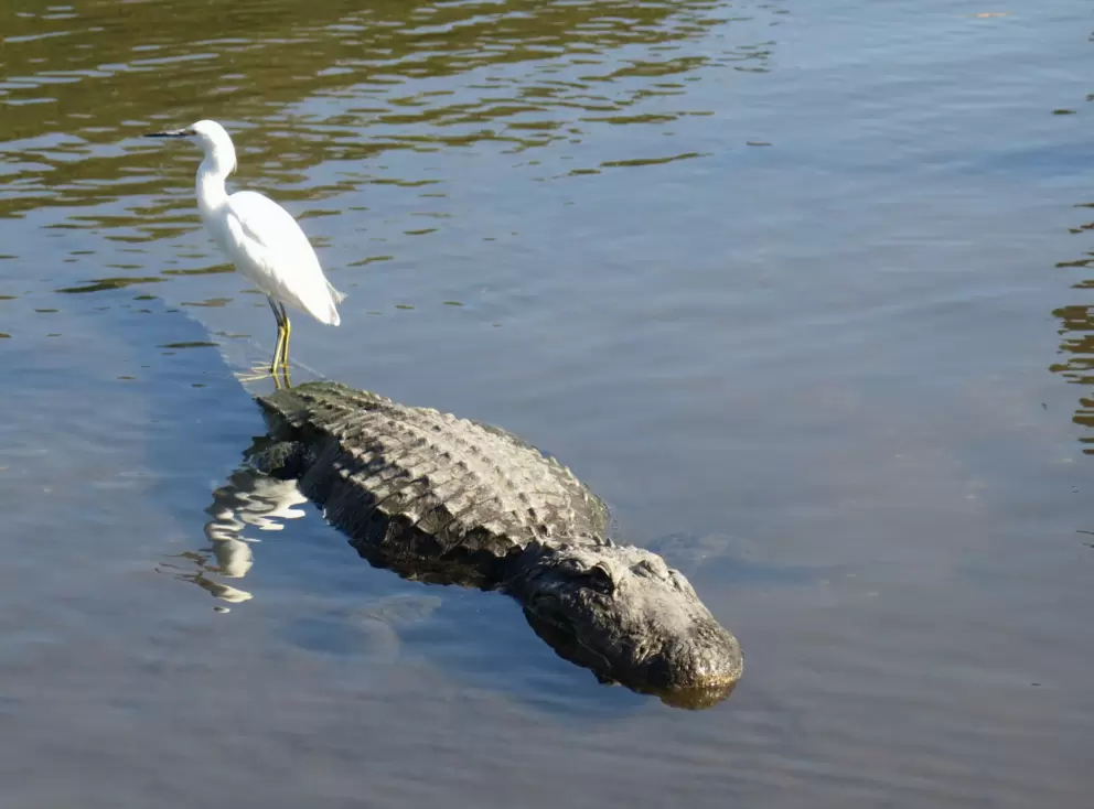 Bird standing on an alligator!