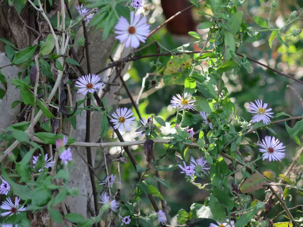 Flowers.