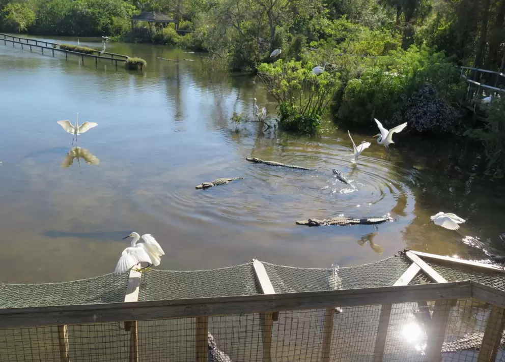Birds getting active in the afternoon.