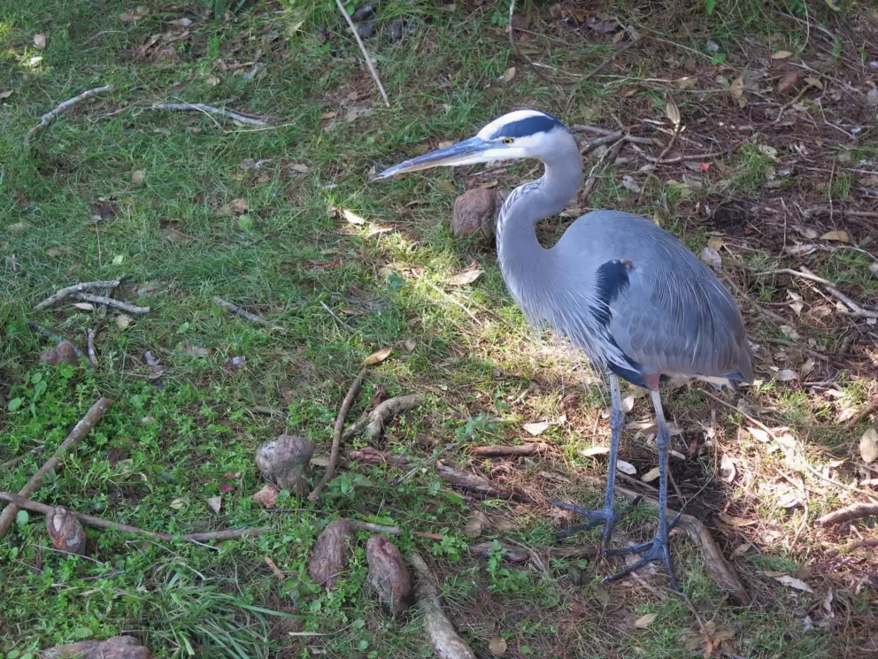 Blue heron.