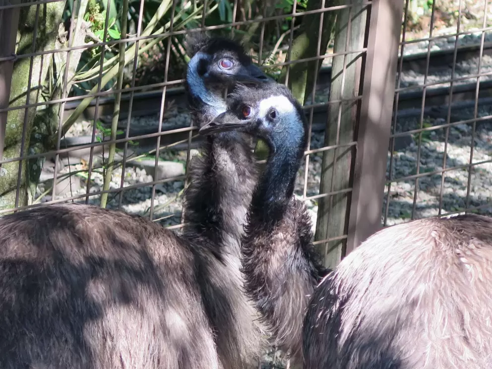 Emus being affectionate.