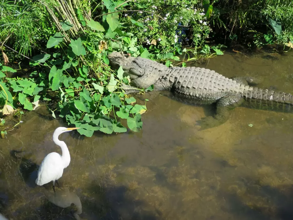 Bird hanging out by an alligator.