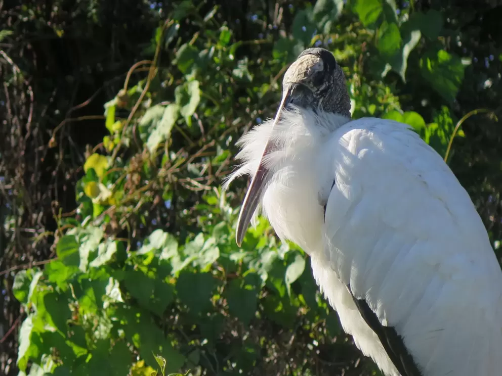 Bird with fluffy feathers.