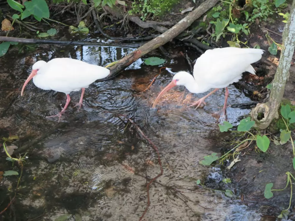 Birds stepping in the clear water.