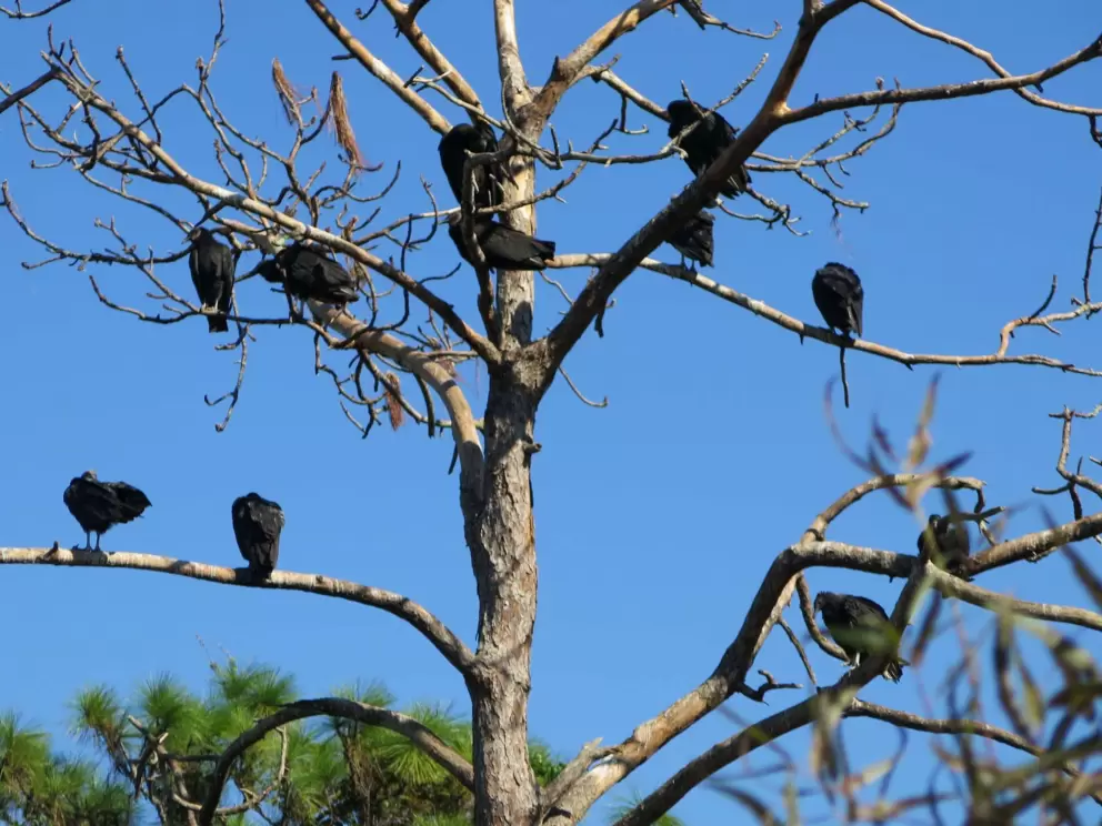 Creepy buzzards.