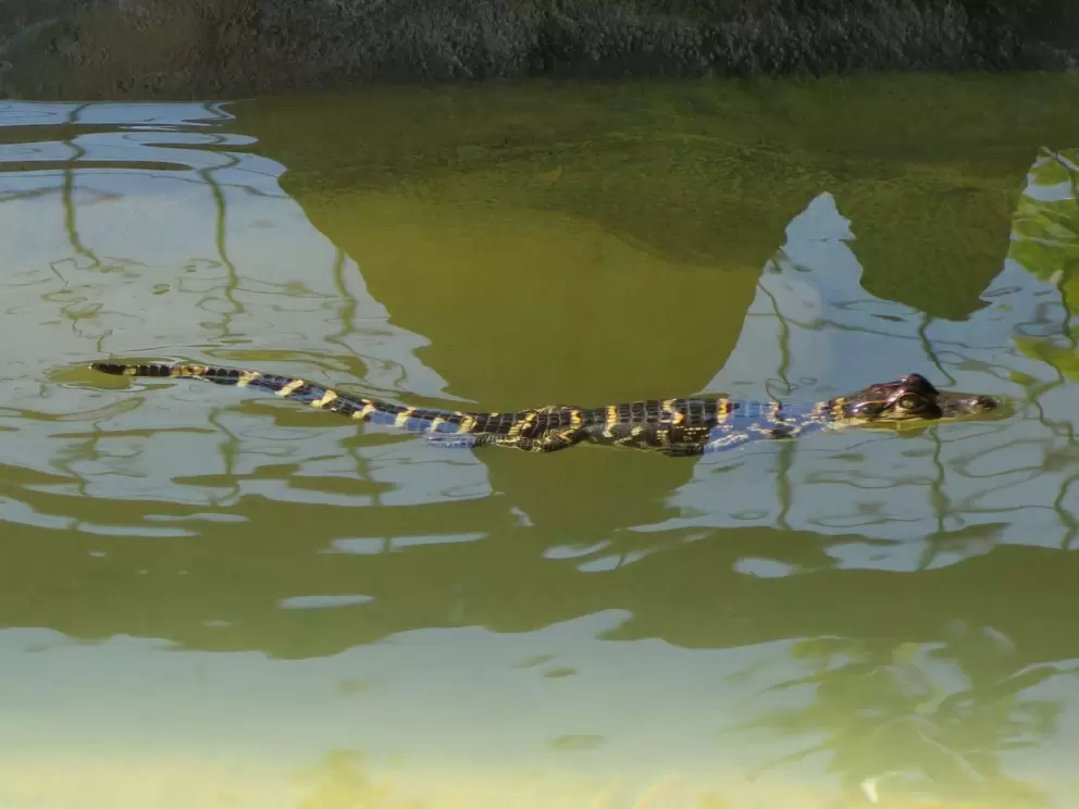 Newborn alligator!