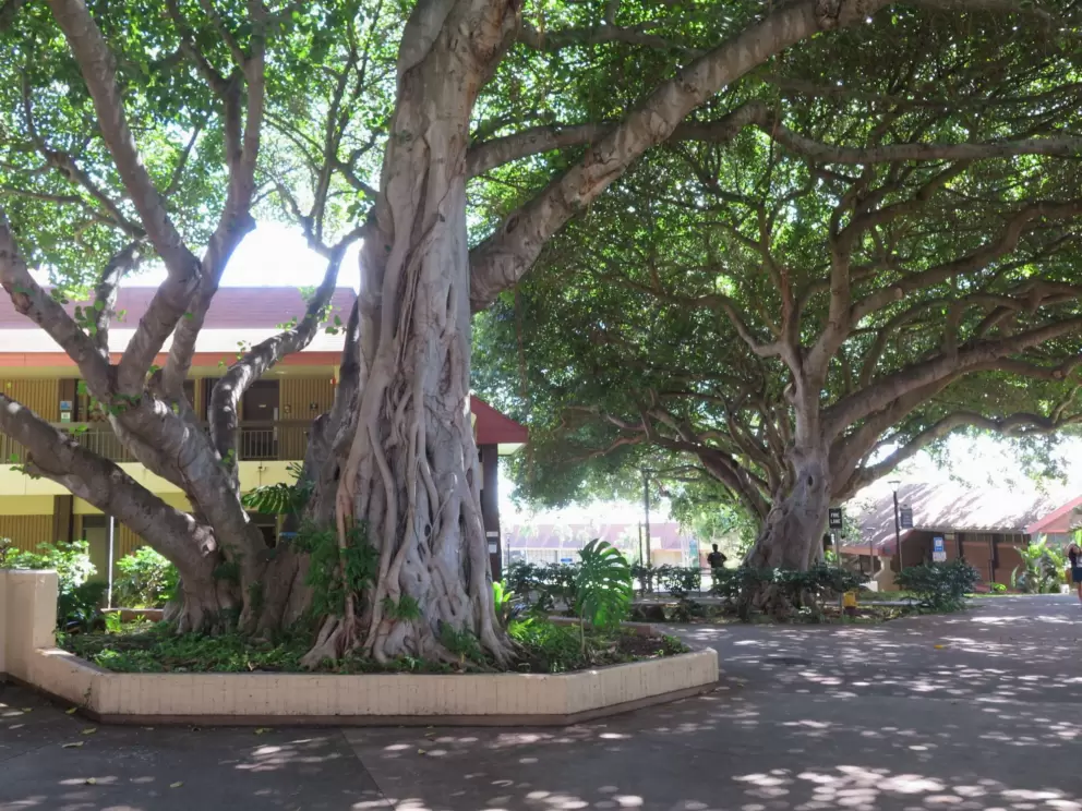 The shady campus.
