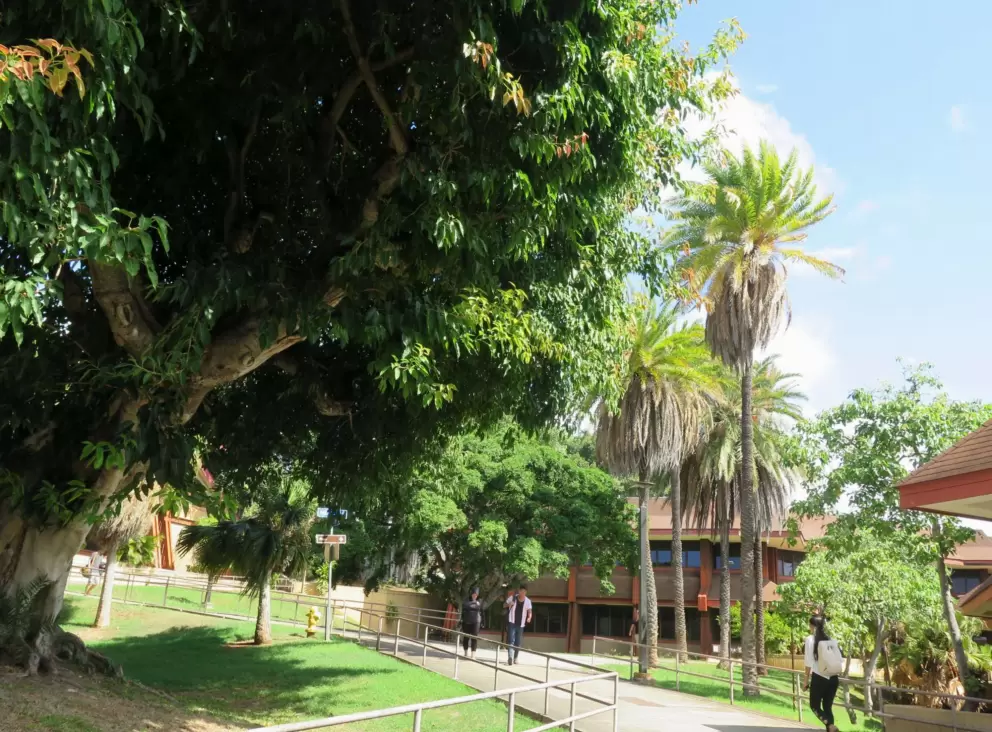 Palm trees on the KCC campus.