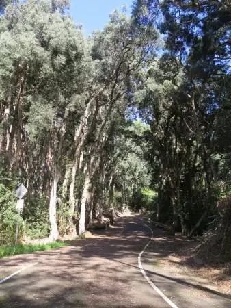 The wonderful trees!