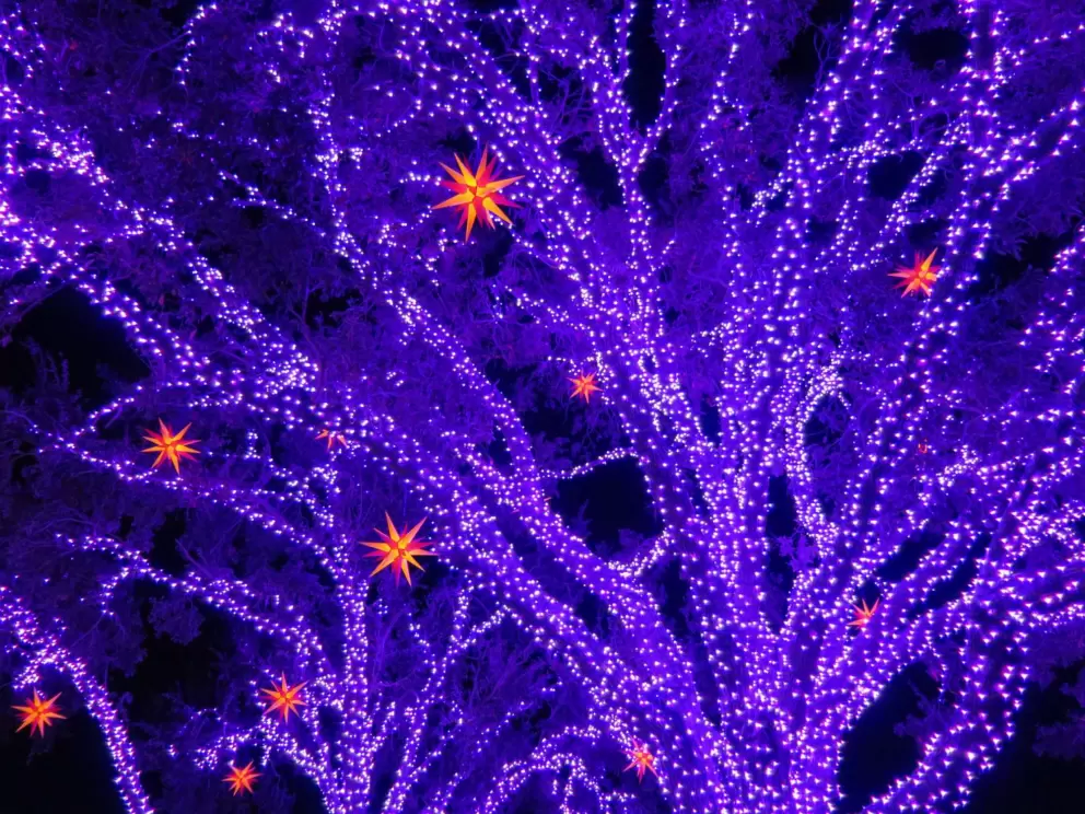 Purple tree with stars, at Christmastime. 