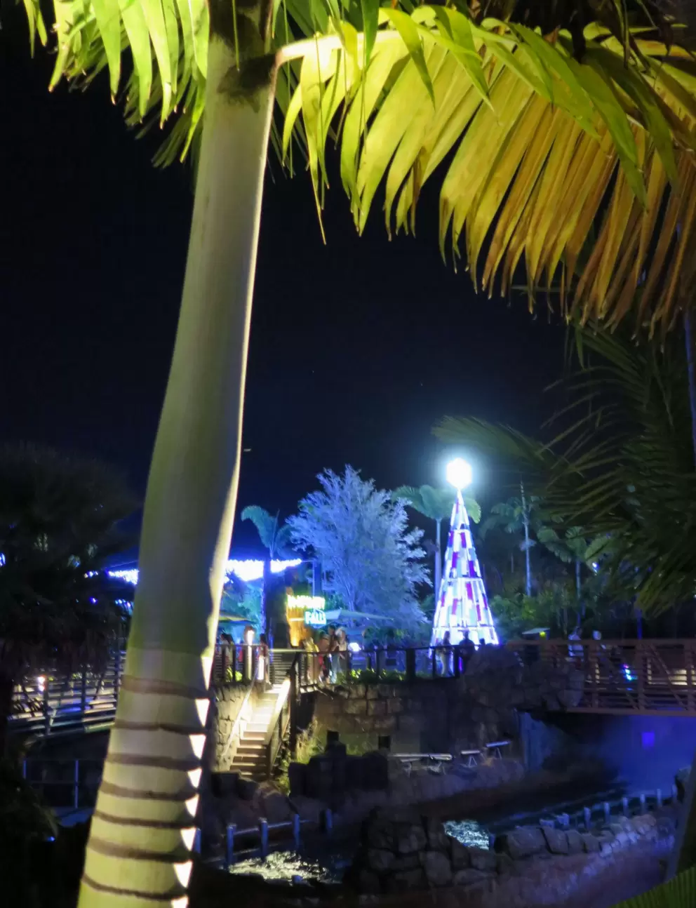 Palm tree and Christmas tree in the distance.
