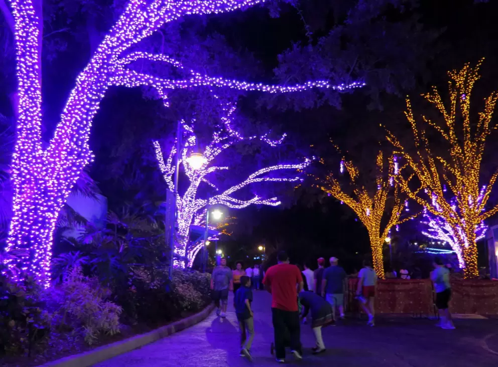 Walking past the purple and gold trees.