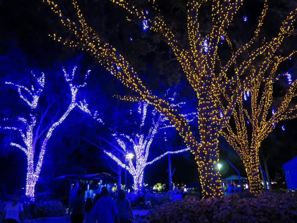 Purple and gold trees at Christmastime.