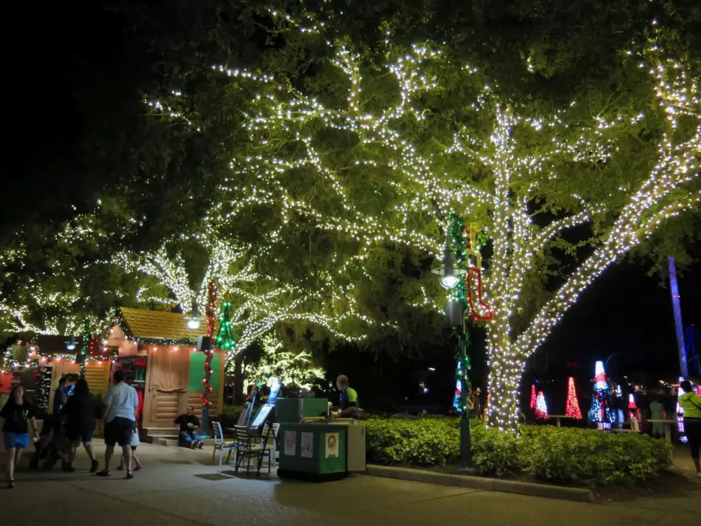 Lit-up trees.