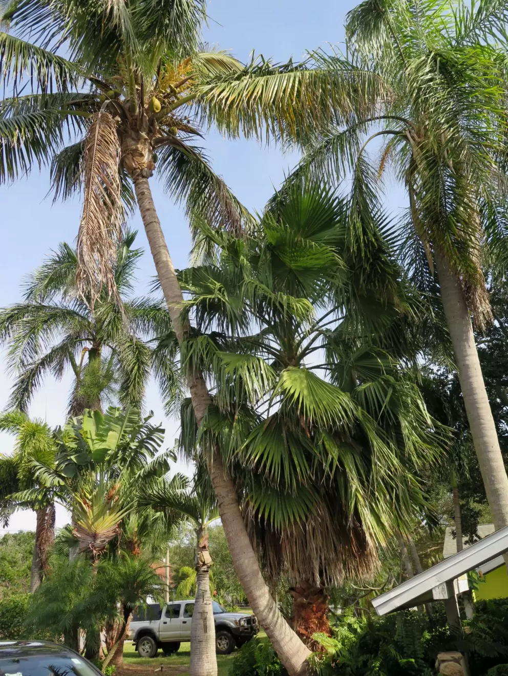 Tropical vegetation in a neighborhood nearby.