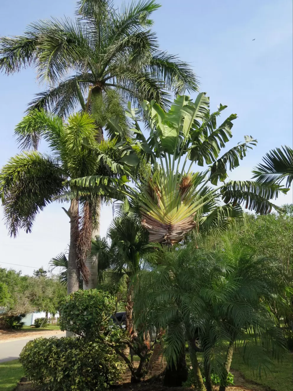 Banana and palms trees in a neighborhood nearby.