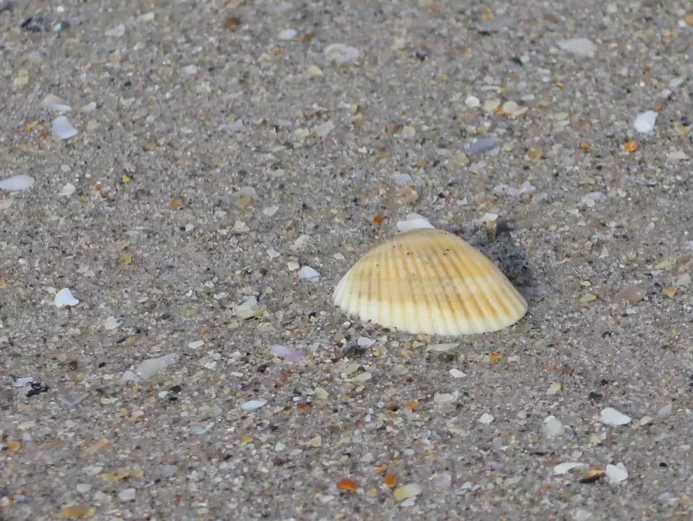 Shell on the sand.