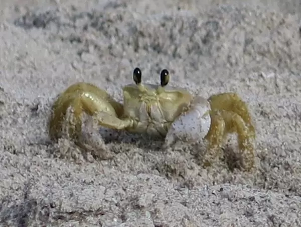 A crab that was so adorable to watch as he scooped sand out of his hole over and over again!