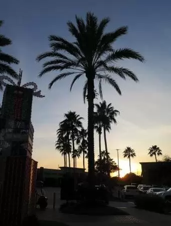 Palm trees at sunset.