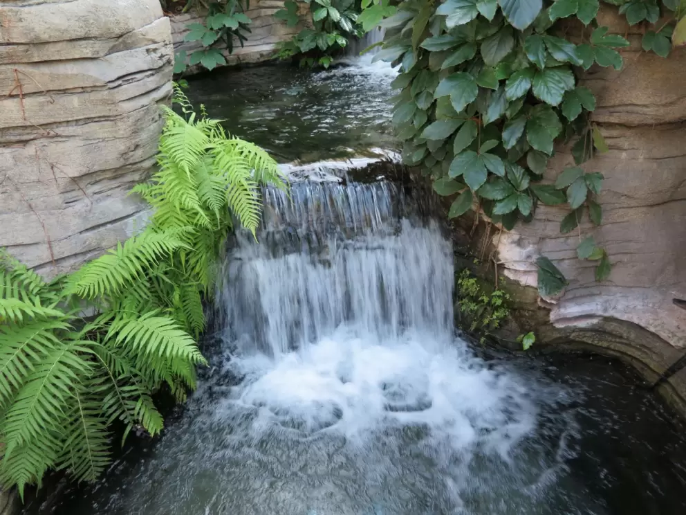 Waterfall and ferns.