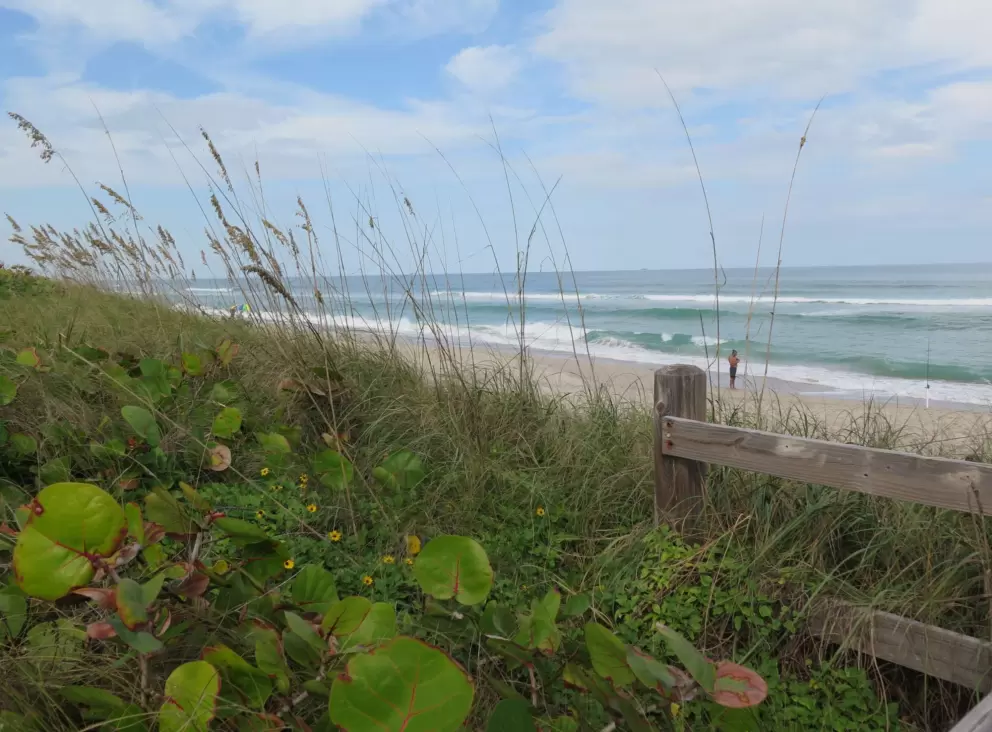 Sea oats and sea grape, with ocean in the distance.