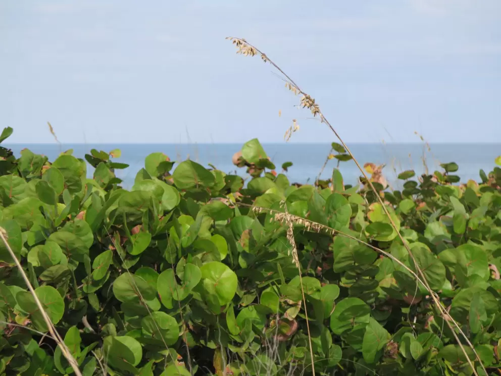 Sea grape, sea oats, and ocean.