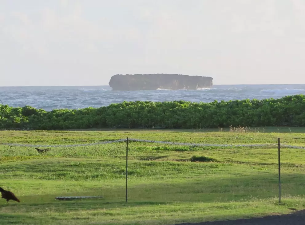 Chickens in the countryside, and island, a few blocks from campus.