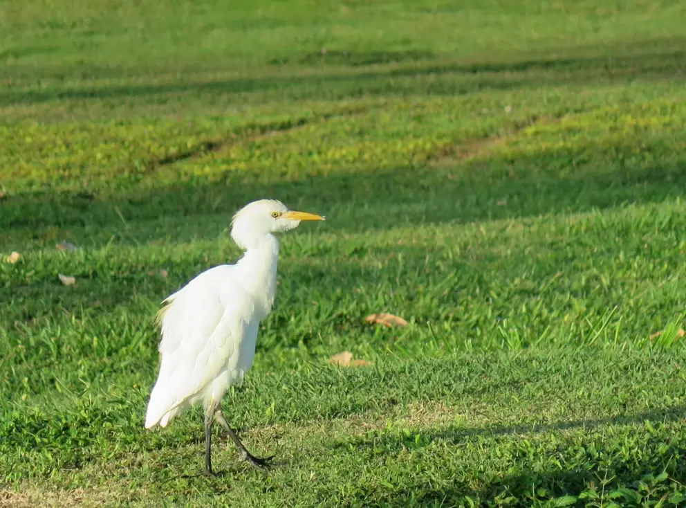 Bird walking along.