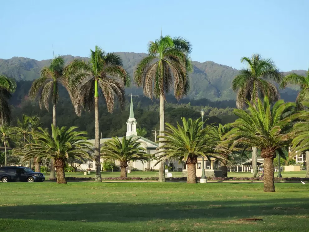 Palm trees and church steeple.