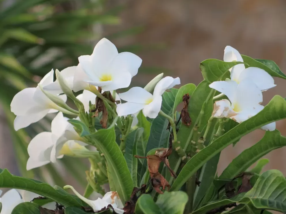 Plumeria buds.