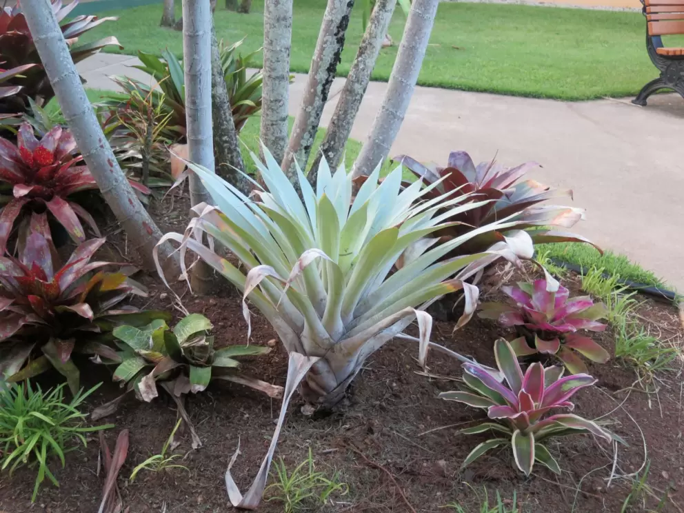 Silvery green plant.