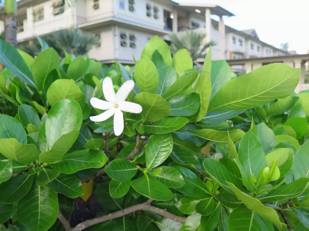 Scented Hawaiian flower.